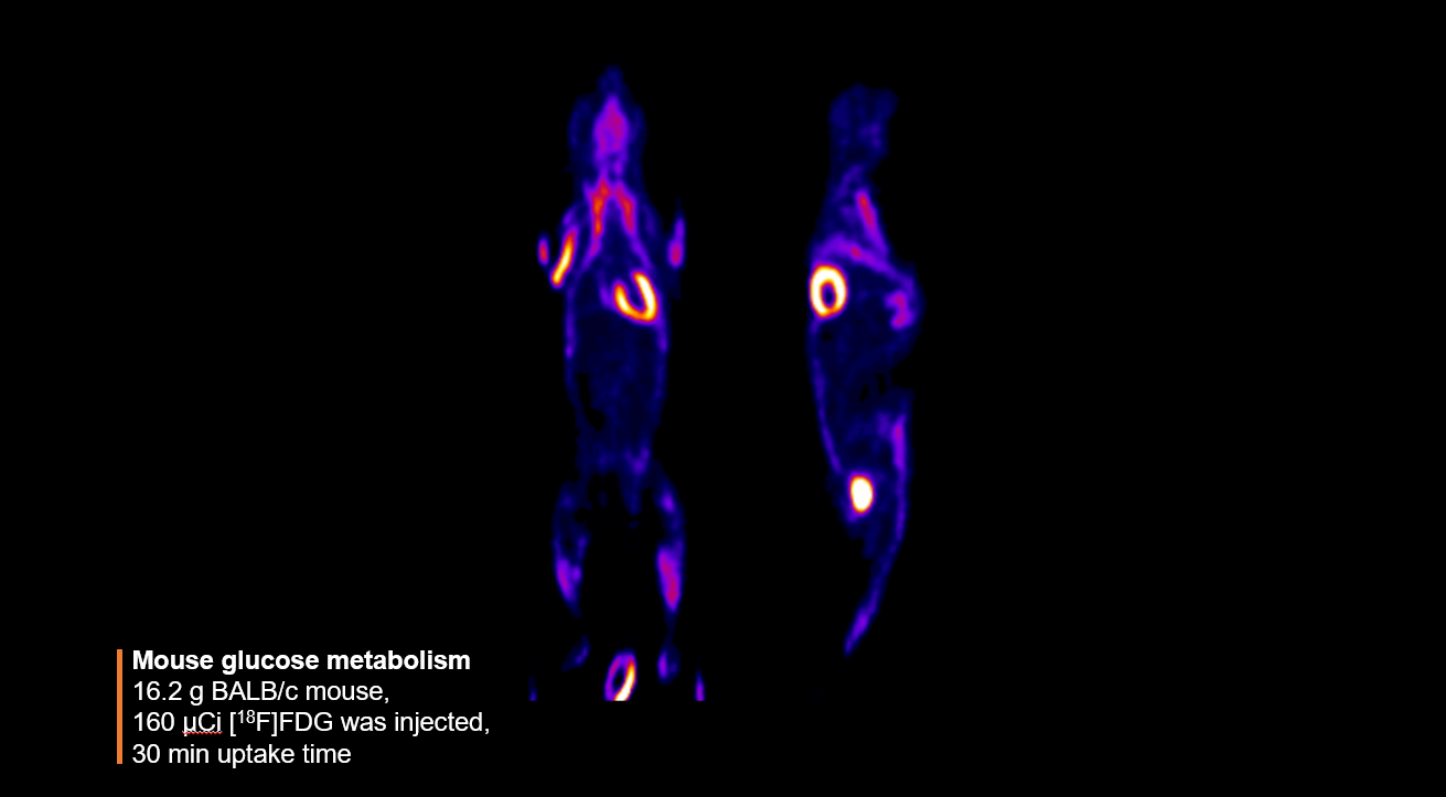 Mouse glucose metabolism